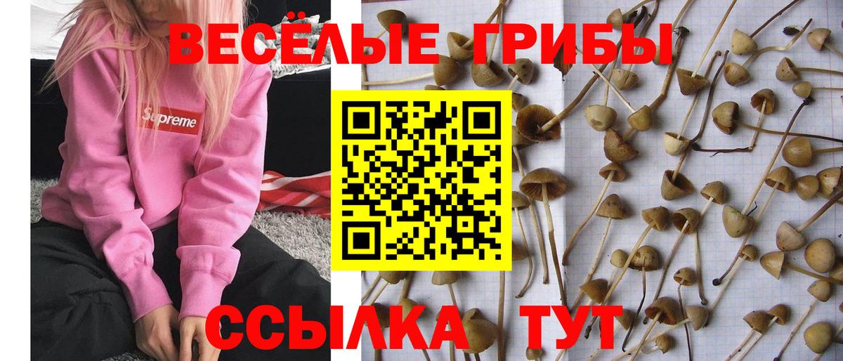 Галлюциногенные грибы Psilocybine cubensis  Вход с VPN  Ижевск 